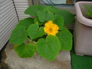 野菜1.jpg