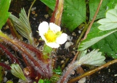 果物の花2.JPG