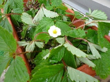 果物の花1.JPG