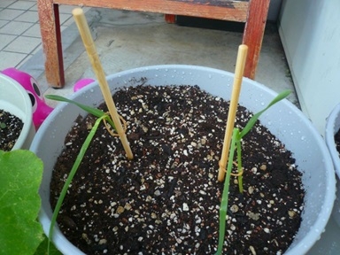 謎の植物.JPG