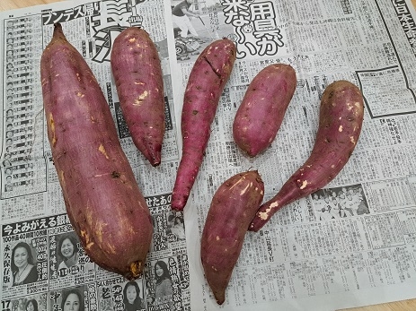 さつま芋.jpg