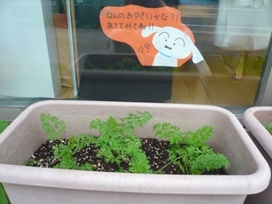 なんの野菜？.jpg