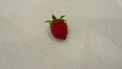 イチゴ試食.JPG