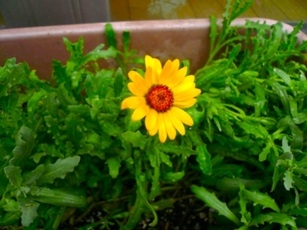 花.JPG