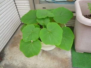 農園1.jpg