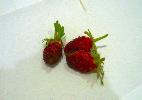 いちご収穫.JPG