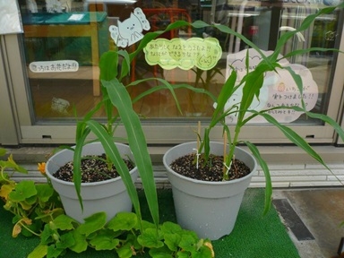 野菜.JPG