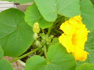 野菜2.jpg